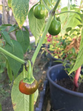 Olgun kırmızı domatesler dalda