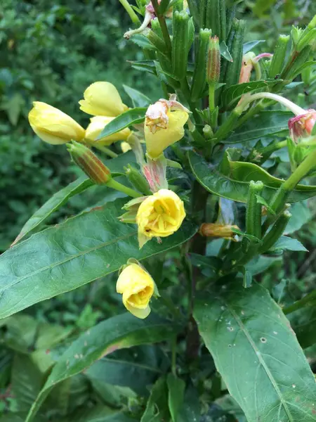 Güzel botanik fotoğrafı, doğal duvar kağıdı.