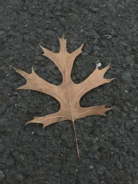 Sonbahar yaprakları toprakta