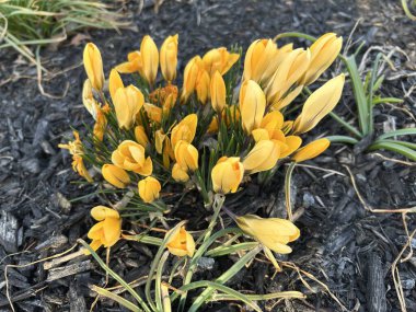 Bahçedeki güzel çiçekler, Paskalya tavşanı için laleler.