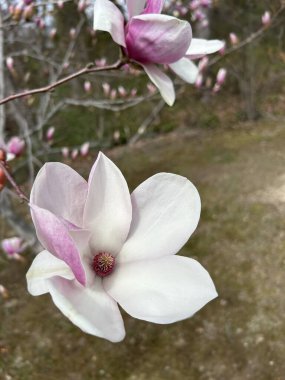 Bahçedeki güzel pembe manolya çiçekleri, çiçek açmış güzel pembe manolya çiçeklerinin çarpıcı bir görüntüsü, yemyeşil bir arka planda. Yumuşak pembe taç yaprakları ve büyük çiçekleri zarif ve huzurlu bir bahar manzarası yaratır..
