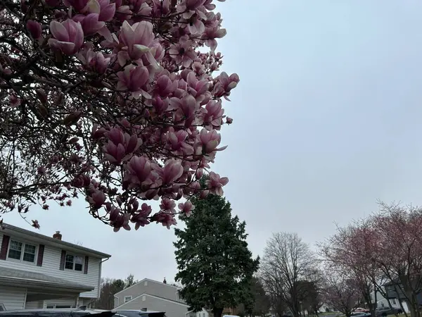 Bahçedeki güzel manolya ağacı çiçekleri