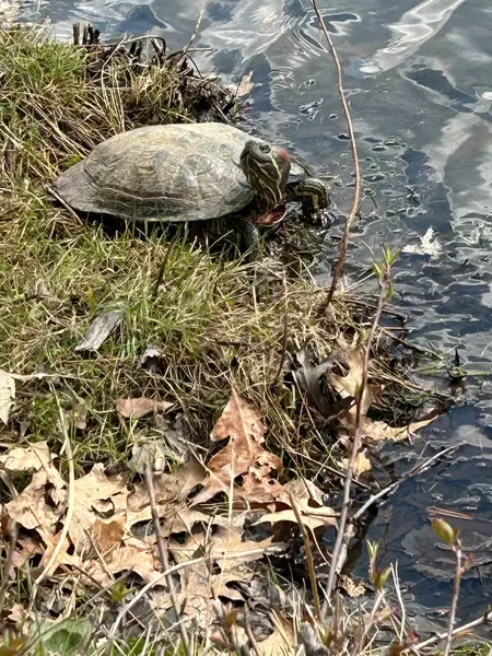 Göletteki vahşi kaplumbağa