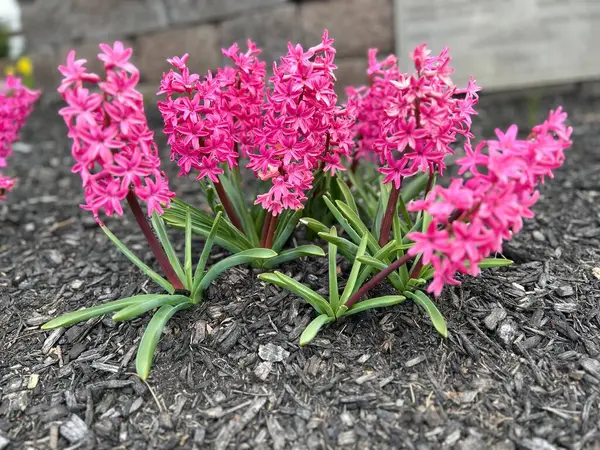 Bahçedeki güzel çiçekler, bir sıra canlı pembe sümbül çiçekleri, samanlığa gömülüp renkli ve huzurlu bir bahçe sahnesi yaratıyorlar. Bu güzel çiçek aranjmanı tüm açık havaya cazibe ve zarafet katar.