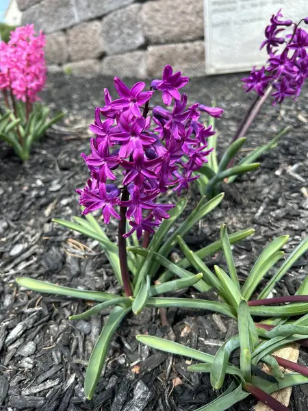 Çiçek açmış güzel bir mor sümbül, yemyeşil bir bahçede gübrelerle çevrili. Doğa, çiçek ve bahçe temalı projeler için mükemmel. Herhangi bir alana canlı renk ve zarafet katıyor..