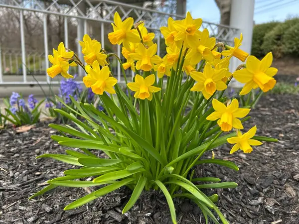 Kapalı - Baharda sarı nergisler