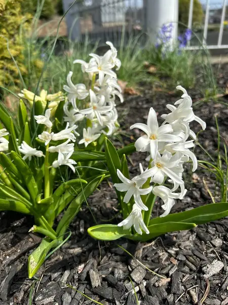 Beyaz sümbül, sümbül, sümbül, sümbül, sümbül, sümbül, sümbül, sümbül.