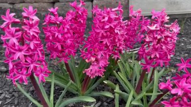 Bahçedeki güzel pembe çiçekler