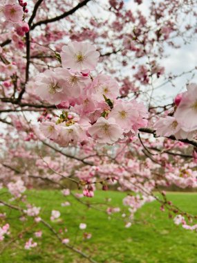 Bahçede güzel bahar çiçekleri