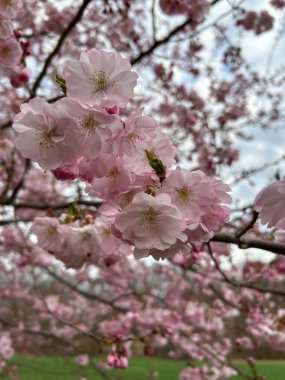 Bahçedeki güzel pembe çiçekler