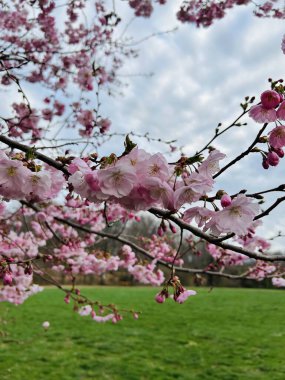 Bahçede güzel bahar çiçekleri