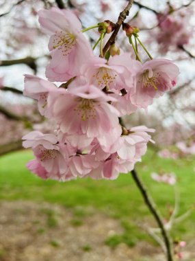 Bahçede güzel bahar çiçekleri