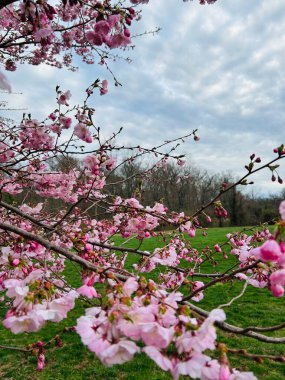Bahçede güzel bahar çiçekleri