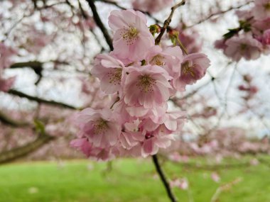 Baharda pembe kiraz çiçekler