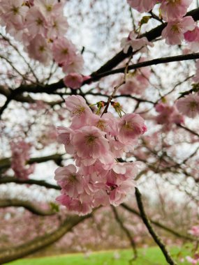 güzel pembe kiraz çiçekleri