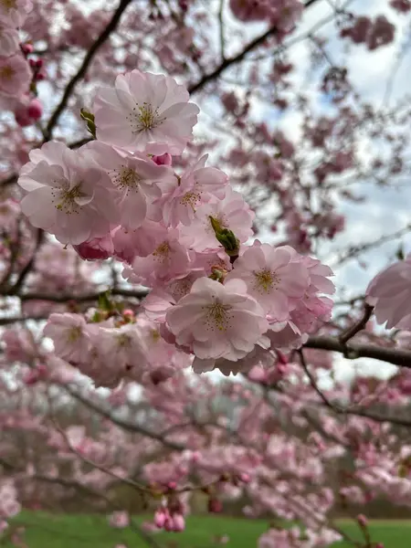 Bahçedeki güzel pembe çiçekler