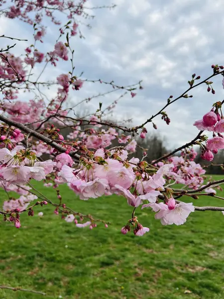 Baharda güzel pembe sakura çiçekleri