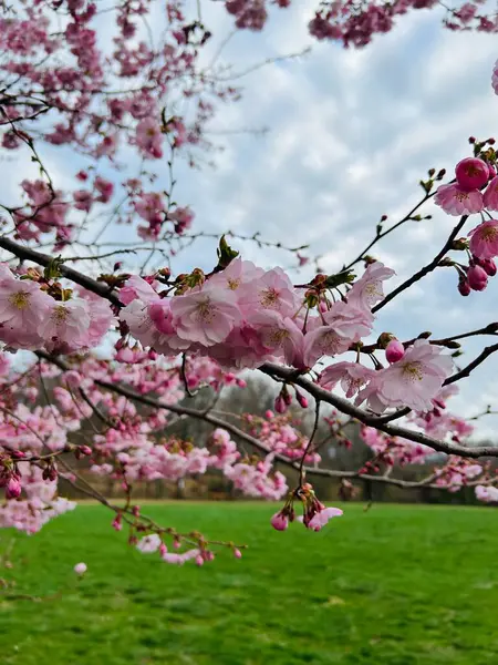 Bahçede güzel bahar çiçekleri