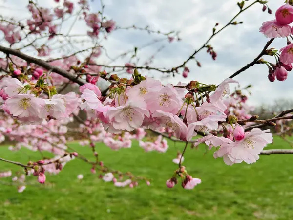 Bahçedeki güzel pembe çiçekler