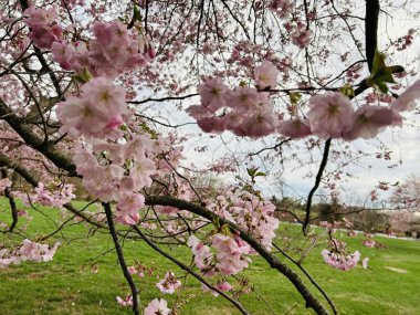 Japonya 'da kiraz çiçeği