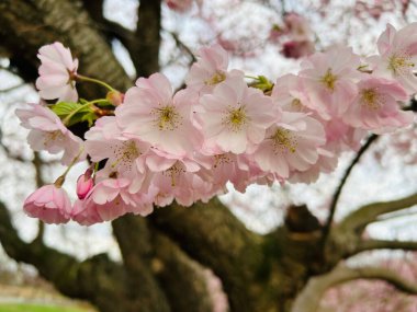 Japonya 'da kiraz çiçeği