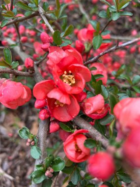 Bahçedeki güzel çiçekler