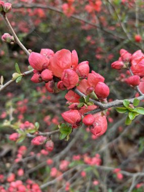 Güzel botanik fotoğrafı, doğal duvar kağıdı.