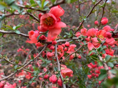 Bahçedeki kırmızı çiçekler
