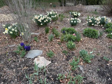 Bahçedeki güzel çiçekler
