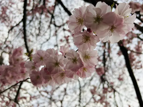 Bahçedeki güzel pembe çiçekler