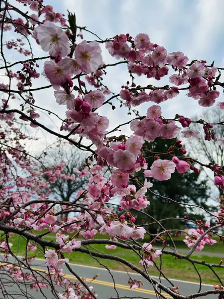 Bahçedeki güzel pembe çiçekler