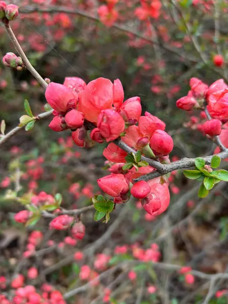 Güzel botanik fotoğrafı, doğal duvar kağıdı.