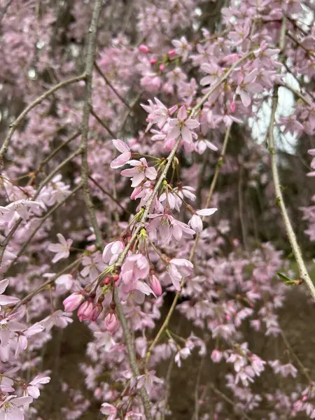 Güzel botanik fotoğrafı, doğal duvar kağıdı.