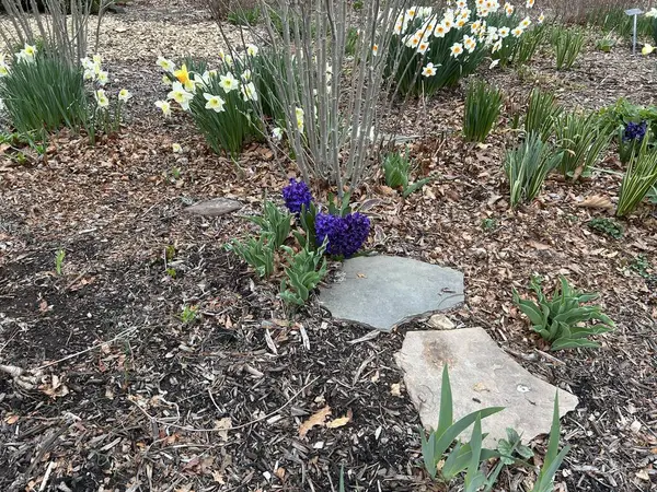 Bahçedeki güzel çiçeklerin yakın çekimi.