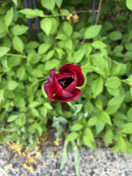 Bahçede kırmızı gül