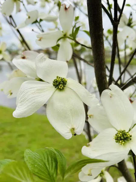Bir kuşun beyaz çiçekleri