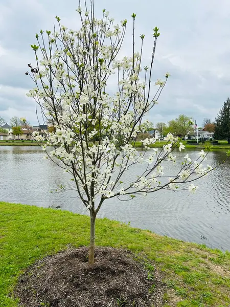 Kiraz çiçekleri, Almanya 'da bahar çiçekleri
