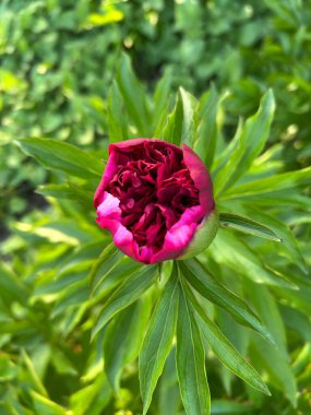 Bahçedeki güzel pembe çiçek