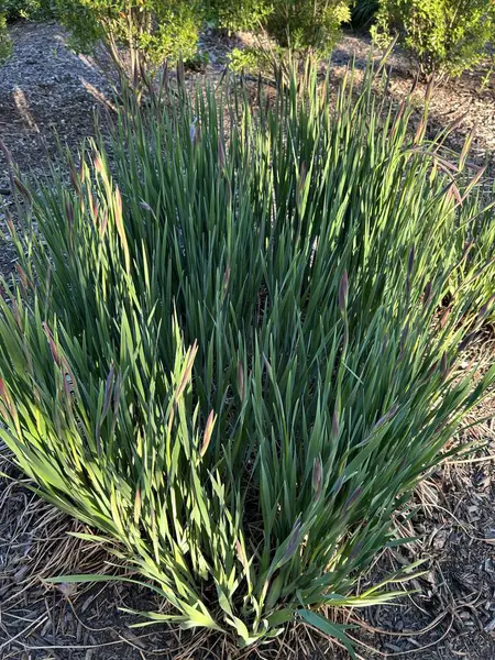 Bahçedeki yeşil çimenler