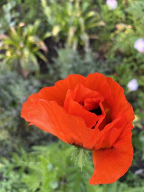 Yeşil arka planda kırmızı haşhaş