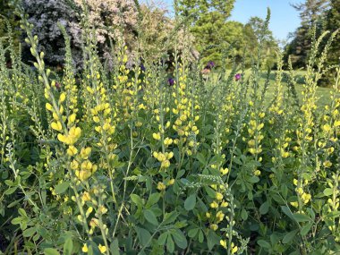 Bahçedeki güzel çiçekler