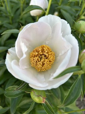 Beyaz bir çiçeğe yaklaş