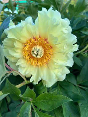 İnanılmaz renkli çiçek açan çiçekler yakın çekim