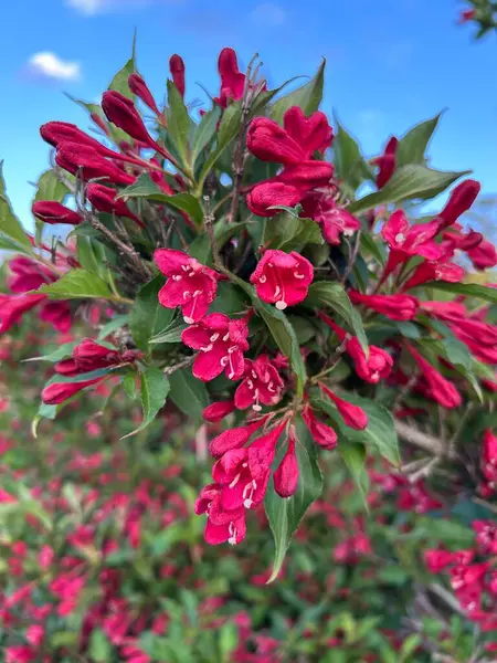 Bahçedeki güzel çiçekler