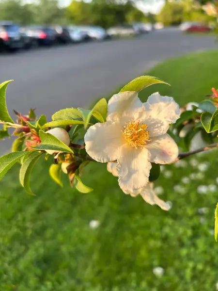 Bahçede çiçek açan elma ağaçlarının yakın plan çekimi.