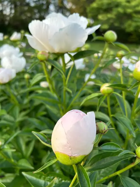 Güzel botanik fotoğrafı, doğal duvar kağıdı.