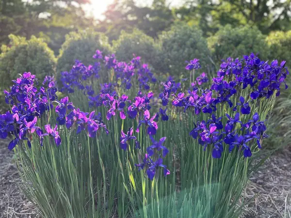Bahçedeki güzel çiçekler