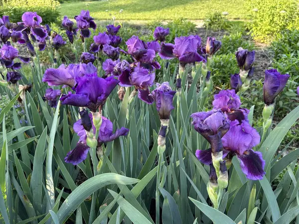 Bahçedeki güzel çiçekler