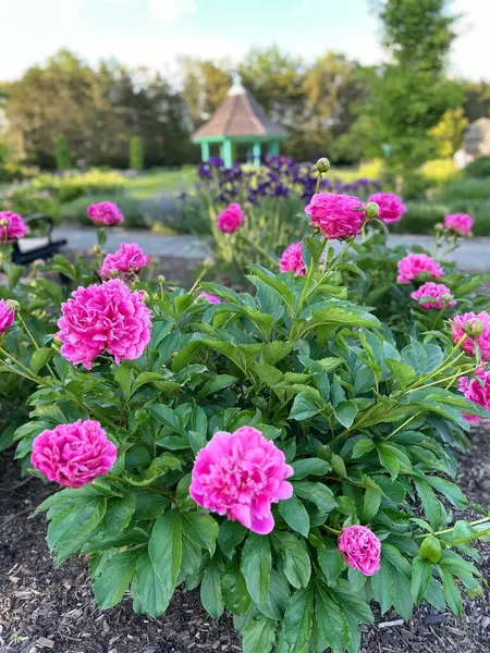 Bahçedeki güzel pembe çiçek