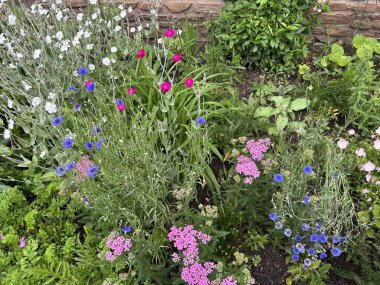 Bahçedeki güzel çiçekler